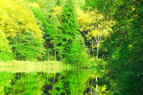 the forest at the pond - Foto, Bild