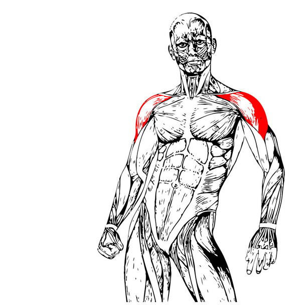 Anatomía humana en el pecho
  - Foto, Imagen