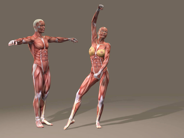 женщина и мужчина с мускулами
  - Фото, изображение
