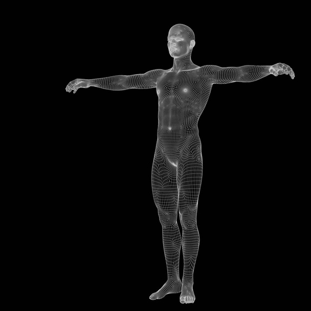  anatomia masculina humana feita
  - Foto, Imagem