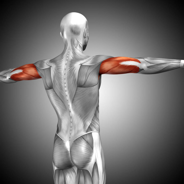  Tricepsz emberi anatómia  - Fotó, kép