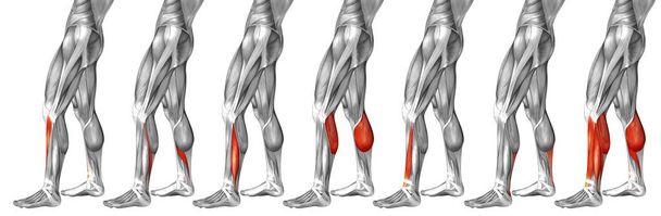  lagere benen anatomie  - Foto, afbeelding