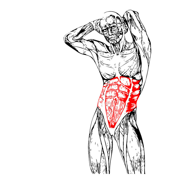 Brustkorb menschliche Anatomie  - Foto, Bild