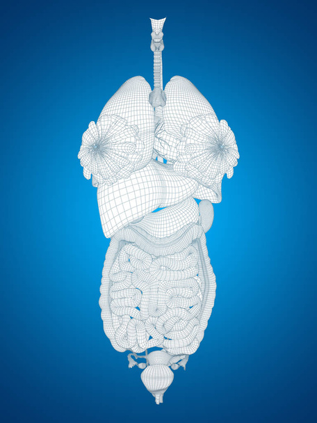 Sistema digestivo de malla
  - Foto, imagen