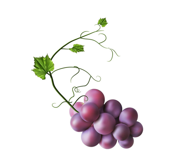 紫色のブドウの新鮮な束 - ベクター画像