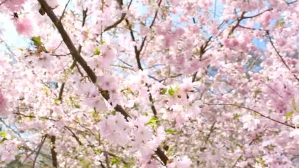 Flowering Cherry - Footage, Video