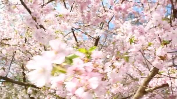 virágzás cseresznye - Felvétel, videó