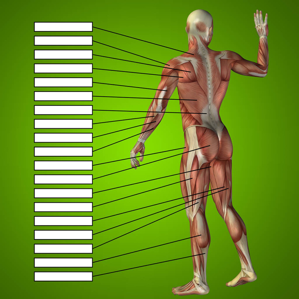 człowiek z mięśni i pól tekstowych - Zdjęcie, obraz