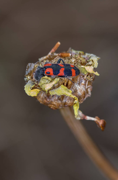 Escarabajo en una planta - Foto, Imagen
