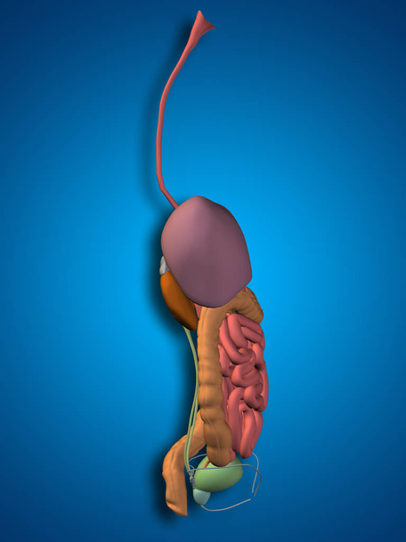  sistema digestivo humano - Foto, Imagen