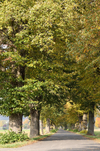 Довга Липова алея деревом поблизу Herleshausen в Німеччині - Фото, зображення