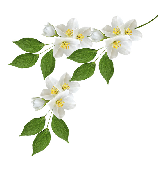 ジャスミンの花の白い背景で隔離の支店 - 写真・画像