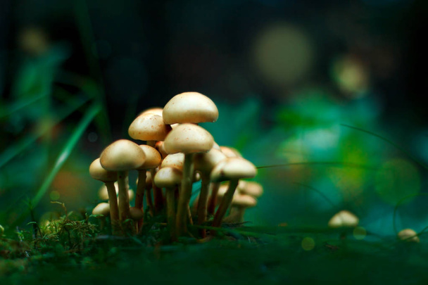 Отруйні казкові гриби в лісі
 - Фото, зображення