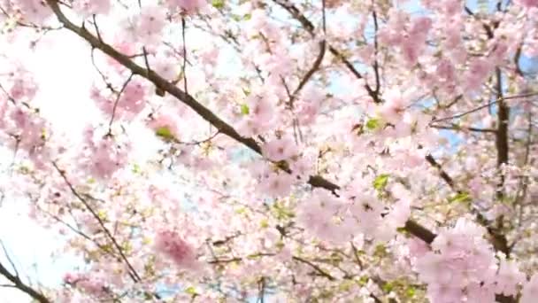 kvetoucí třešeň - Záběry, video
