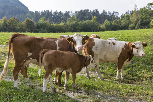 Beau troupeau de vaches avec veau dans la prairie des Alpes
 - Photo, image