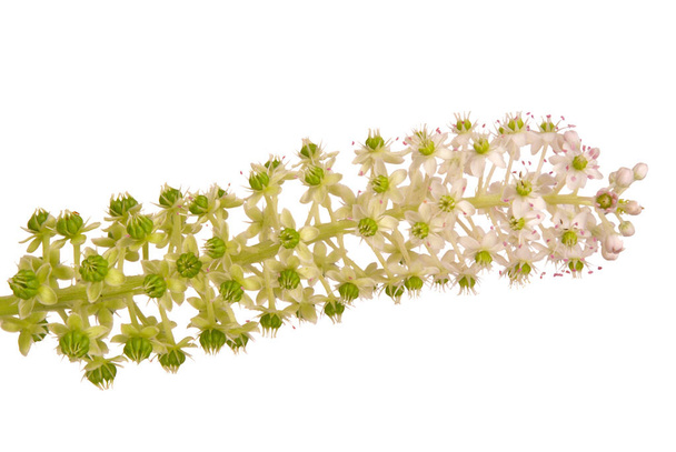 Pokeweed con fiori e bacche verdi
 - Foto, immagini