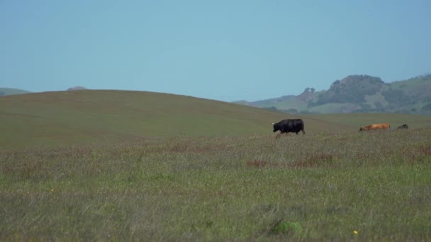 Mooie koeien in de weide lopen - Video