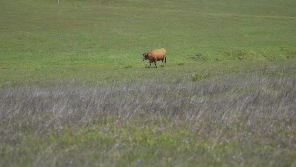 Bir tarlada bir kahverengi inek yürür - Video, Çekim