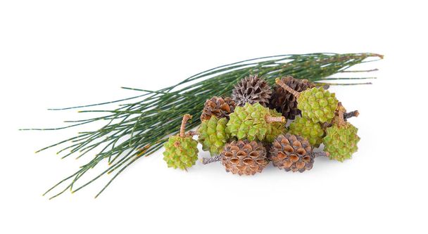 pinecone isolated on white background - Фото, изображение