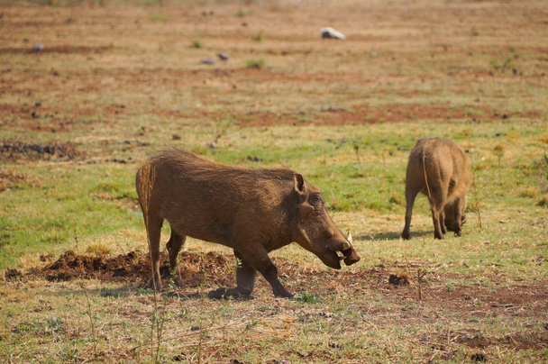Warthog en el Parque Nacional Pilanesberg, Sudáfrica
 - Foto, Imagen