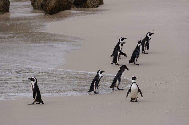 Afrika penguenler Boulder Beach, Güney Afrika - Fotoğraf, Görsel
