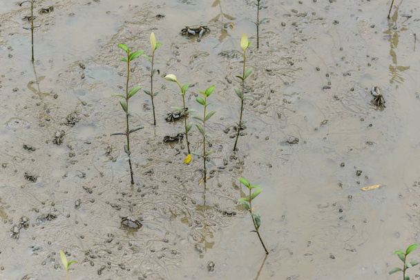Краб-скрипач, краб-призрак (Ocypodidae), гуляющий по мангровым зарослям
 - Фото, изображение