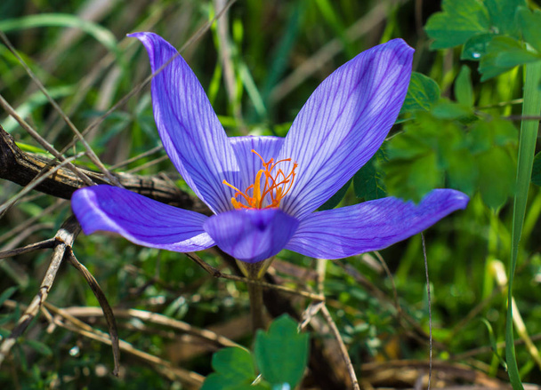 Autumnal blue crocus flower - Photo, Image