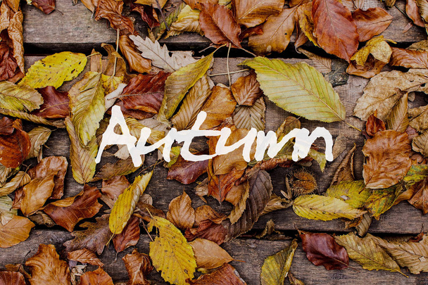 Autumn Leaves on Wooden Background. Autumn Concept Wallpaper. - Zdjęcie, obraz