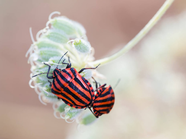 Mating striped shield bugs (Graphosoma lineatum). - Photo, Image