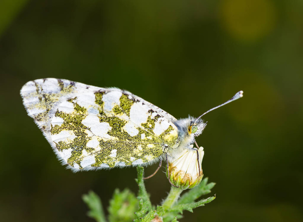Anthocharis cardamines butterfly  - Photo, Image