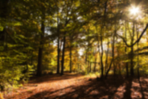Escena de bosque con hojas de otoño amarillas y marrones Fuera de foco
. - Foto, Imagen