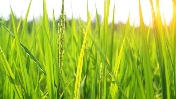 Close up Rice farm. - Photo, Image