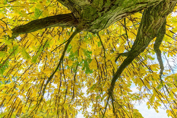 Fa levelek és ágak alatt esik  - Fotó, kép