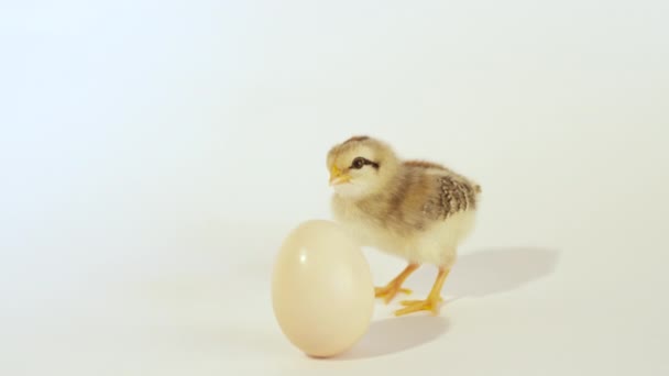 Cute little chick and egg - Кадры, видео