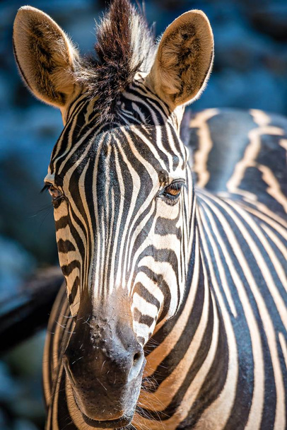 Close-up πορτρέτο ενός ζώου ζέβρα στο ζωολογικό κήπο - Φωτογραφία, εικόνα