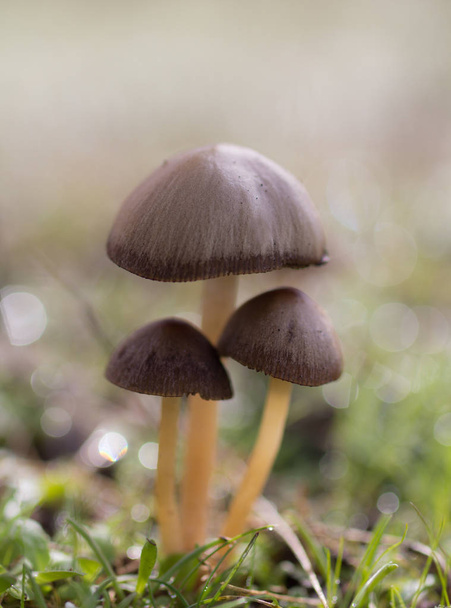 Tres hongos pequeños
 - Foto, imagen