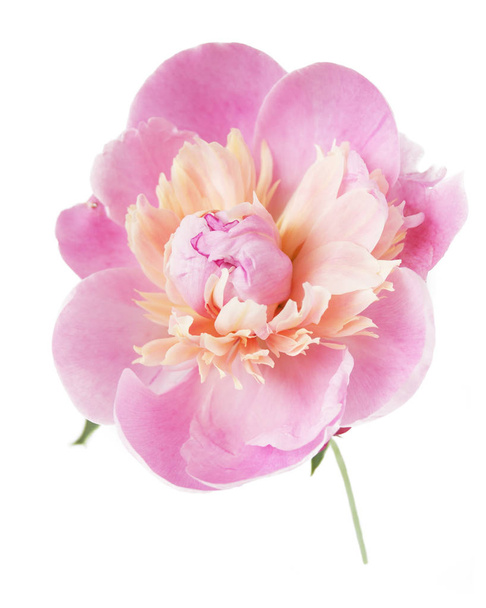 Flor de peonía rosa aislada sobre fondo blanco - Foto, Imagen