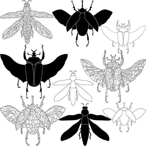 Exotic beetles and fly set. Vector illustration - Vetor, Imagem
