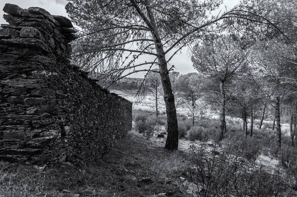 Muro en el pinar - Φωτογραφία, εικόνα