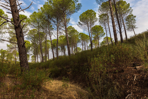 Landscape in Granadilla - Φωτογραφία, εικόνα