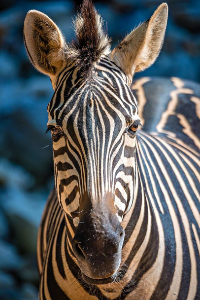 retrato de perto de um animal zebra no zoológico
 - Foto, Imagem