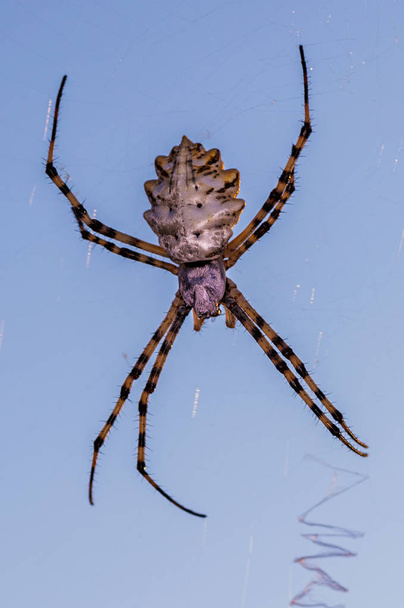 L'araignée dans son environnement naturel - Photo, image