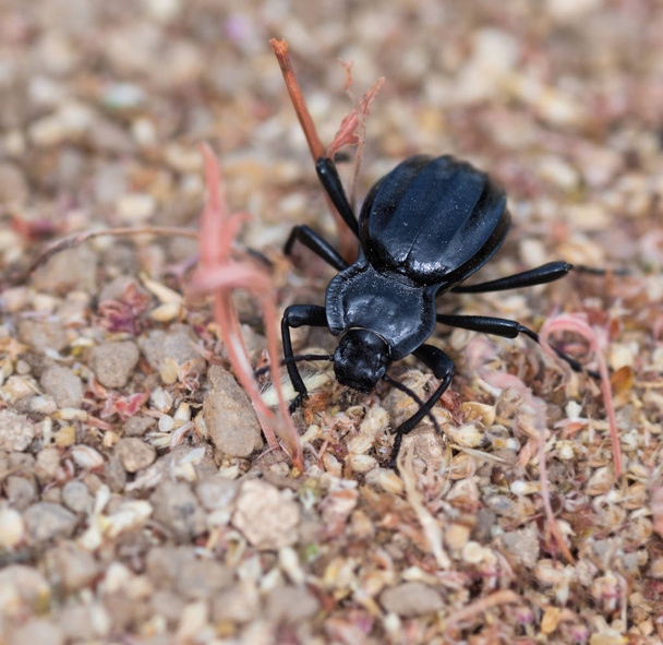 Escarabajo en el suelo - Foto, immagini