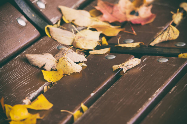 autumn leaves, yellow leaves, autumn landscape - Foto, afbeelding