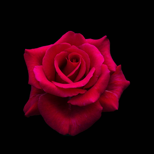 Dark red rose - 写真・画像