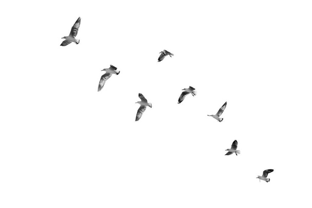 Oiseaux décollant vers le ciel (n & b
) - Photo, image