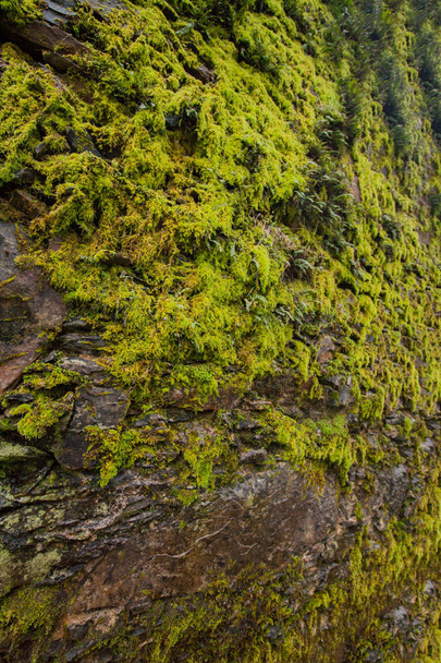 wall of green moss - Photo, Image