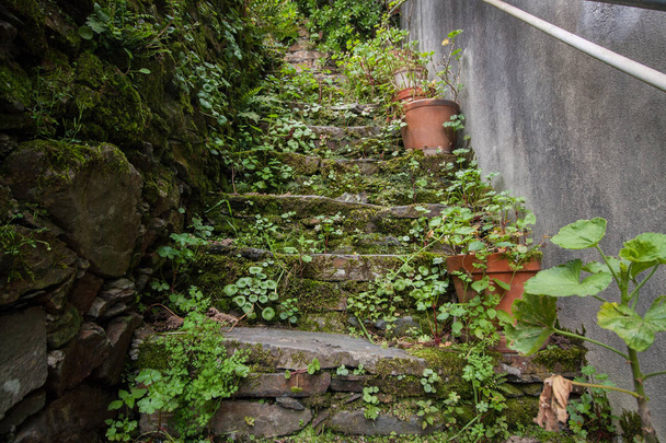 Старая лестница с растительностью
 - Фото, изображение