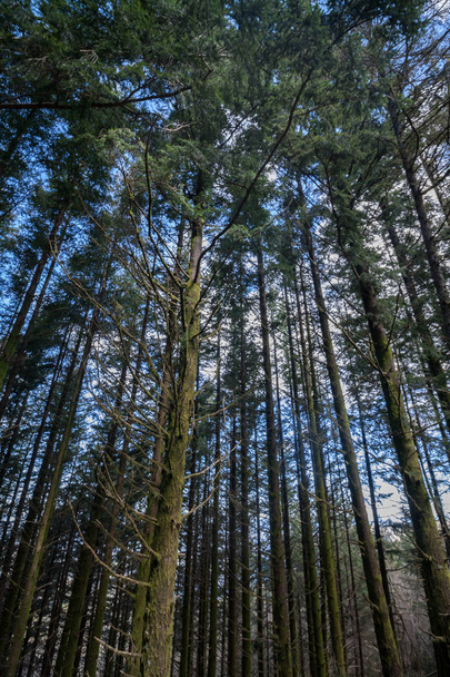 Dense pine tree woods - Valokuva, kuva