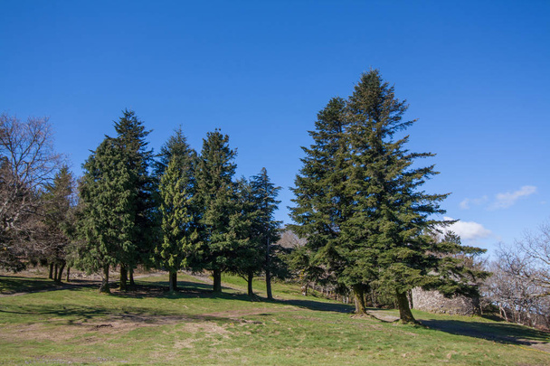 Pine tree forest - 写真・画像